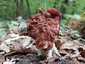 Vörösbarna papsapkagomba (Gyromitra fastigiata), Budai-hegység